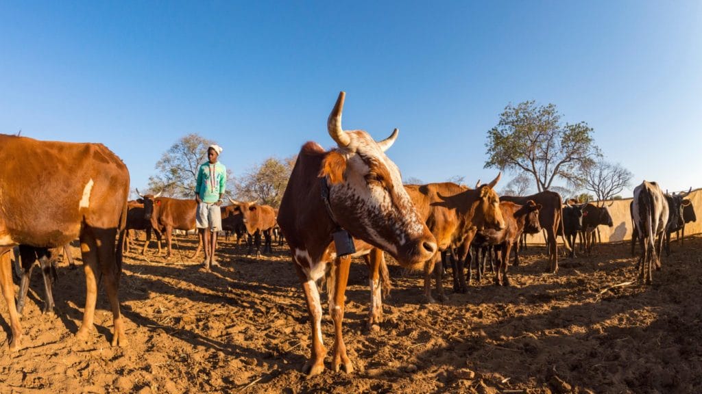 Cattle, Crops And Iron